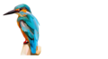 ZIRPnet